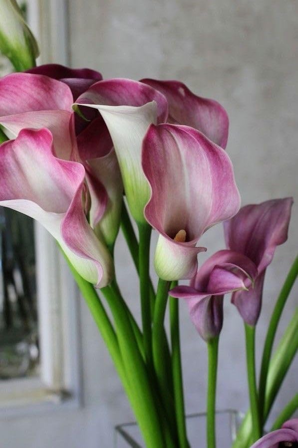 Seeds Ville Calla Lily Flower Bulbs Pack of 2