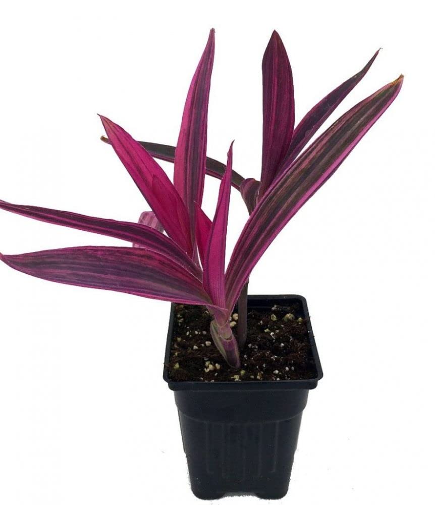 Seeds Ville Purple Heart Live Houseplant in 10 cm Pot