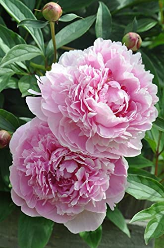Seeds Ville Peony Flower Bulbs Outdoor Gardening Pack of 1