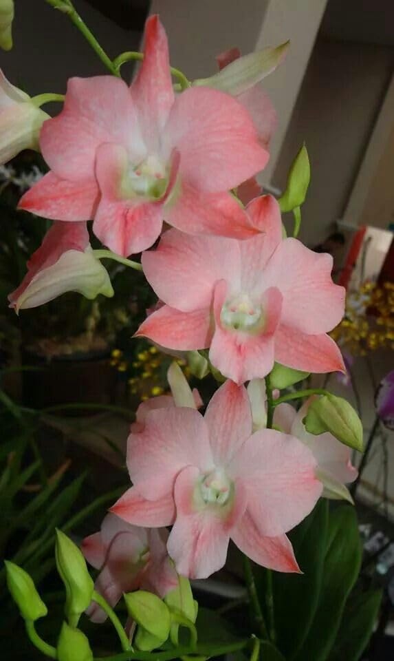 Seeds Ville Burana Peach Dendrobium Orchid Live Plant in Pot