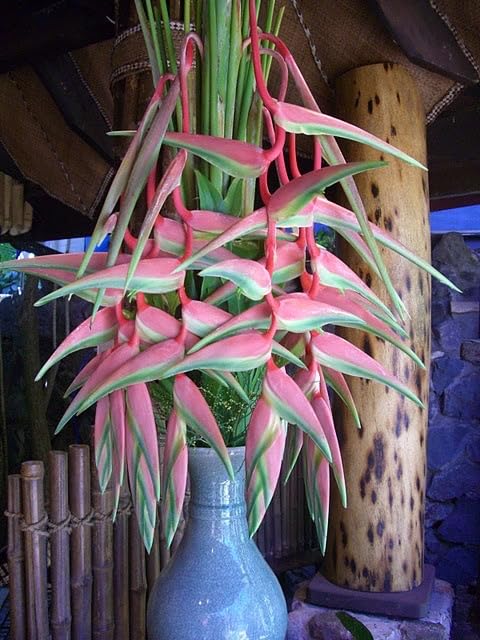 Seeds Ville Heliconia Imported Flower Bulbs Pack of 2