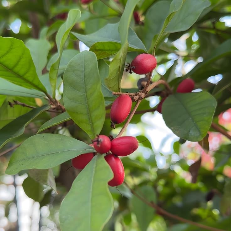Seeds Ville Miracle Fruit Plant Tropical Natural Taste Changer Live