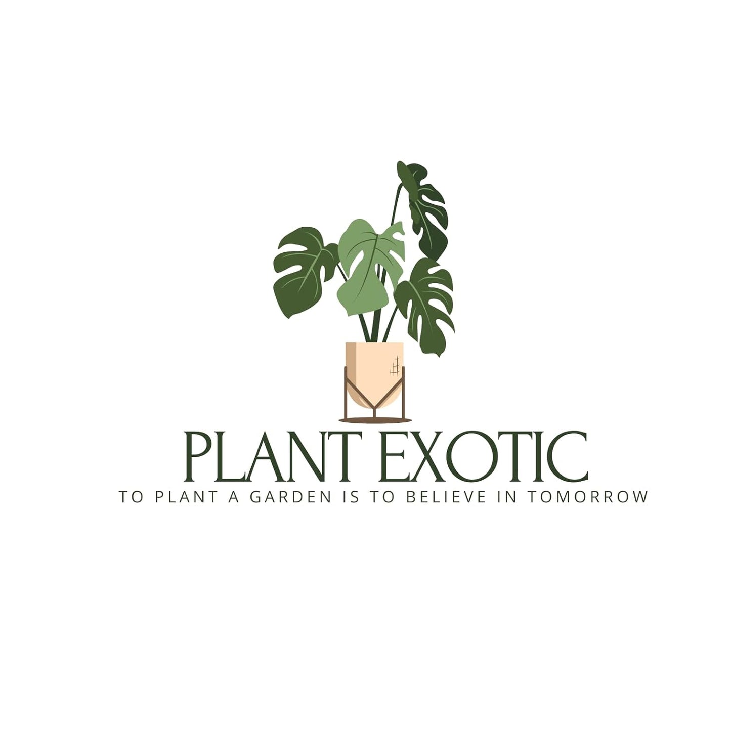 Seeds Ville Best Roses Color Flower Plant|Climbing Rose Plant |Healthy Live Wedding Party Flowering |Climbing Rose Fragrant Beautiful Plant|Special Fresh Flowers (Light Pink) - Seeds Ville