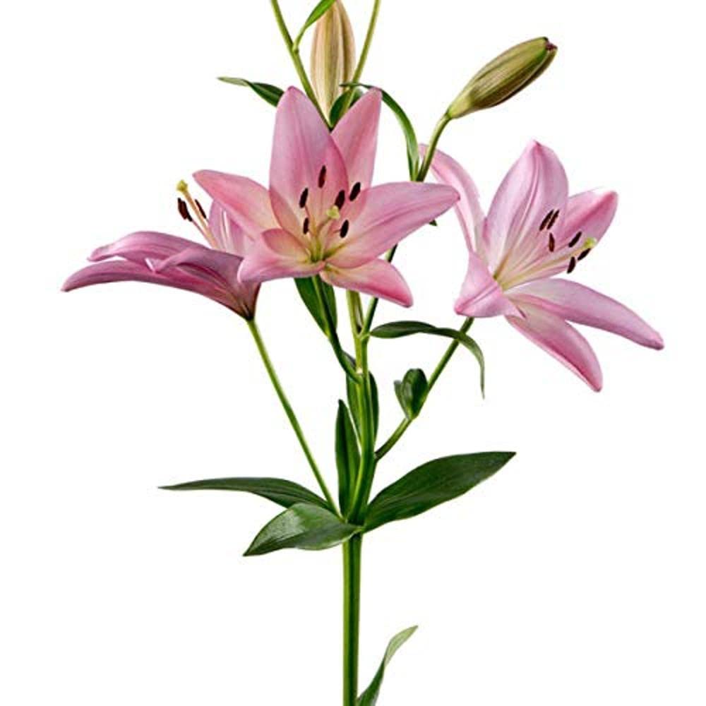 PLANTOGALLERY Asiatic Lily Imported and Hybrid Flower Bulbs Good Germination - Pack of 2 Bulbs (Pink)