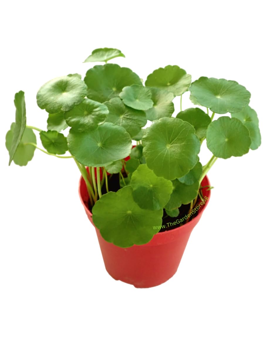 LIVE CHINESE MONEY PLANT (PENNYWORT) - INDOOR HOUSEPLANT - BEST FENG SHUII GOODLUCK PLANT - SUITABLE IN BEDROOM, LIVING ROOM, OFFICE DESK, TABLE HOME GARDEN OR BALCONIES - WITH POT
