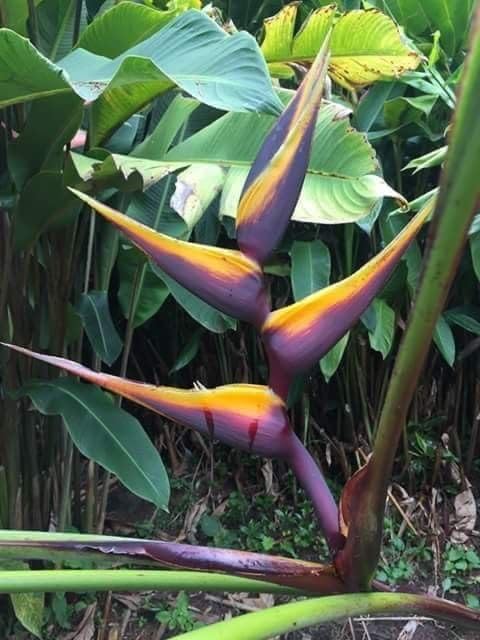 Seeds Ville Heliconia Imported Flower Bulbs Pack of 2
