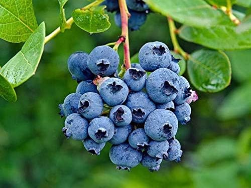 Tropical Fruit Live Plant - Dwarf Rare Bush Blueberry Fruit 1 Healthy Plant