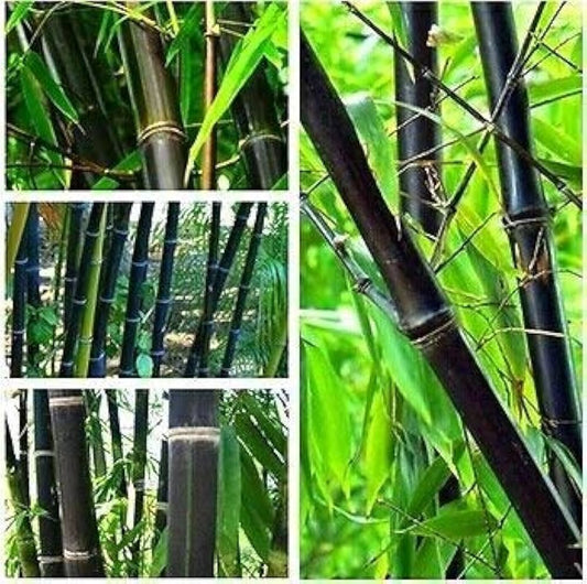 Seeds Ville Rare Black Nigra Bamboo Seeds - 50 Pcs