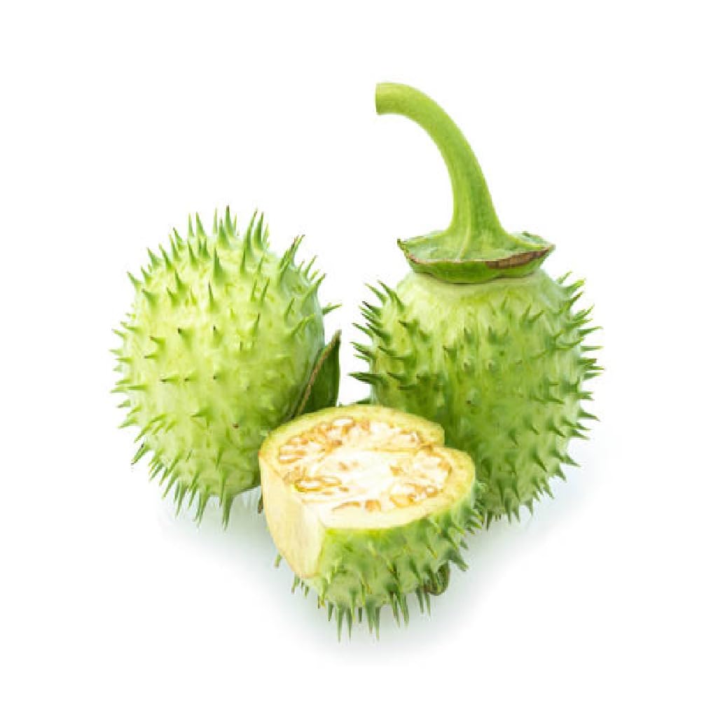 Fresh Dhatura Fruit 1pc