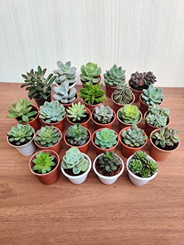 Seeds Ville Assorted Indoor Succulent Plants, Low Maintenance, 25 Pack