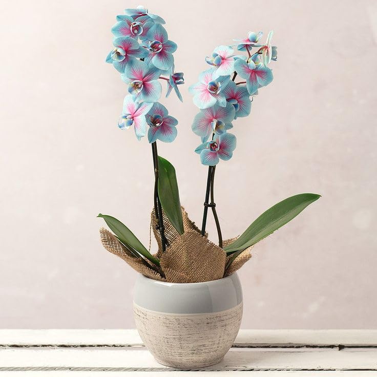 Seeds Ville Dendrobium Orchid Live Flowering Plant