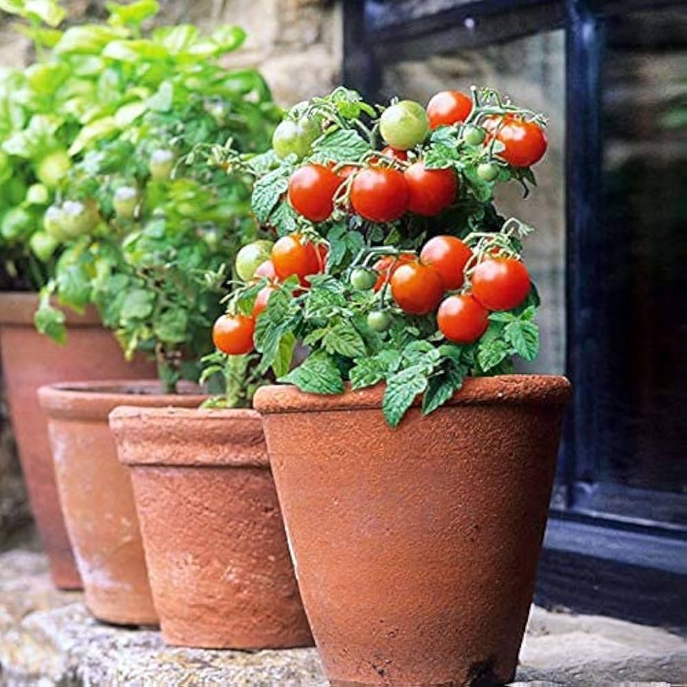 Organic Seeds Red Indoor Dwarf Tomato Determinate Non GMO Heirloom- 50+ Seeds - Seeds Ville