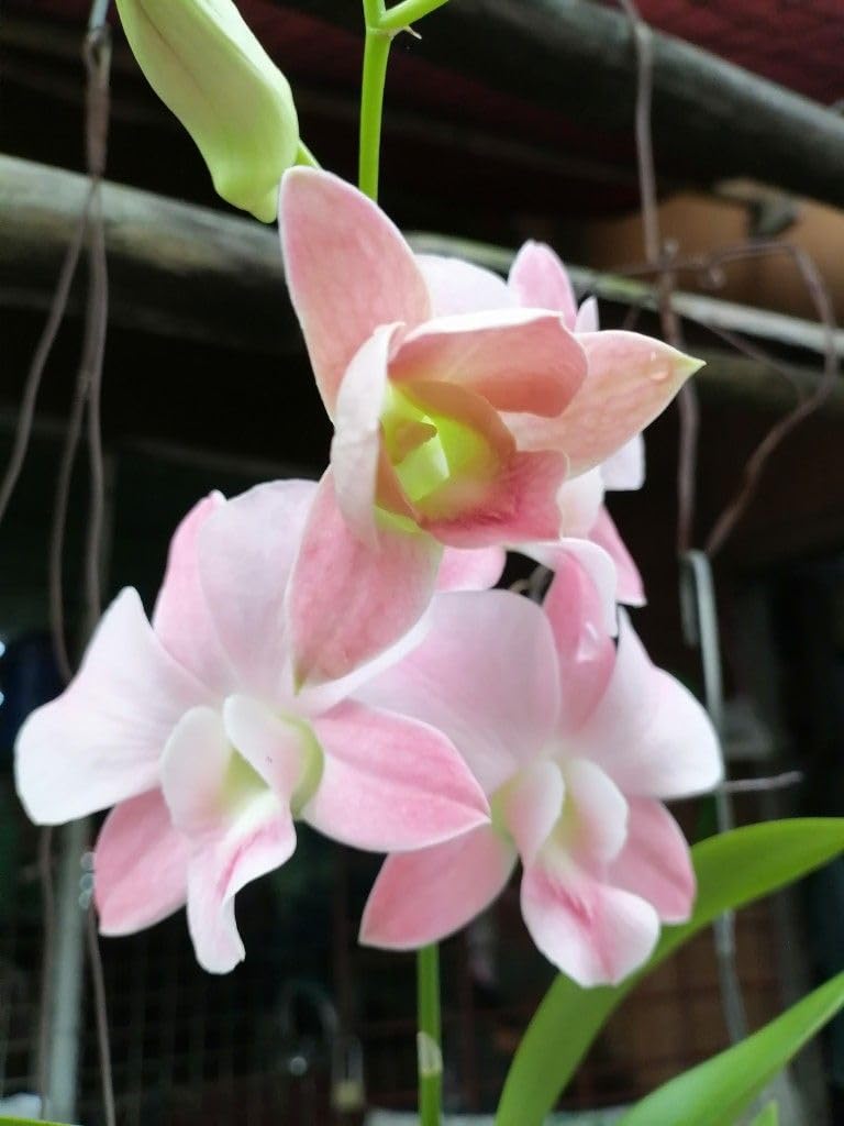 Seeds Ville Burana Peach Dendrobium Orchid Live Plant in Pot