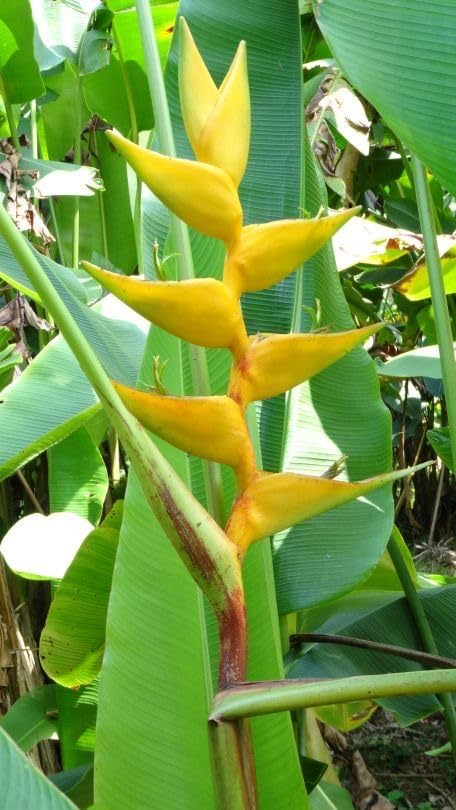Seeds Ville Heliconia Imported Flower Bulbs Pack of 2