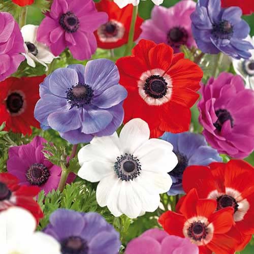 Seeds Ville Anemone Mix Flower Bulbs Pack of 2 BLLB0X809