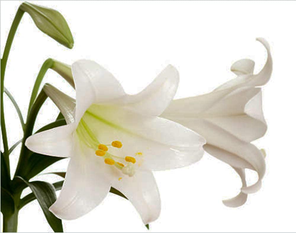 Plantogallery Flower Bulbs | Asiatic Lily Lilium Flower Bulbs (4, Multicolor)