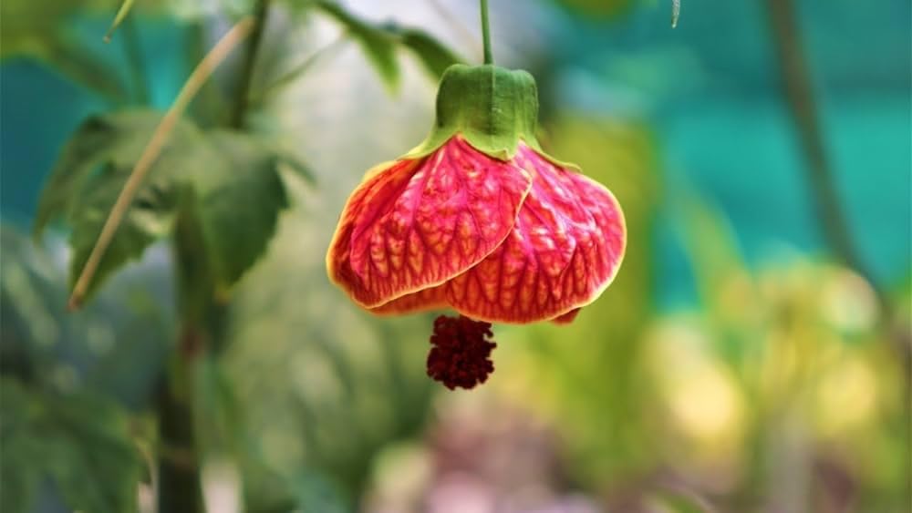 Seeds Ville Chinese Lantern Hibiscus Live Flowering Plant