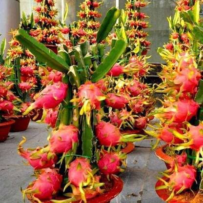 Seeds Ville Dragon Fruit Plant Live Pink Flesh 25-28cm