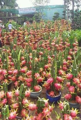 Seeds Ville Dragon Fruit Plant Live Pink Flesh 25-28cm