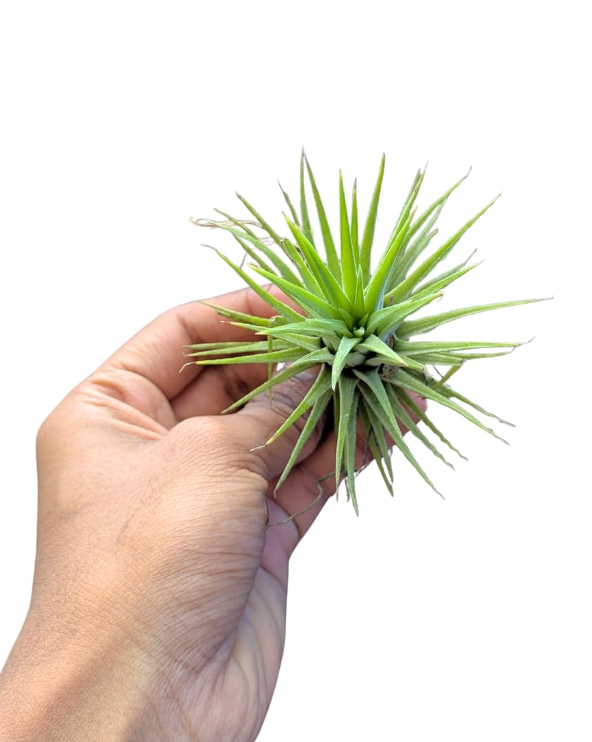Seeds Ville Tillandsia Ionantha Mexico Air Plant Hardy Indoor Outdoor