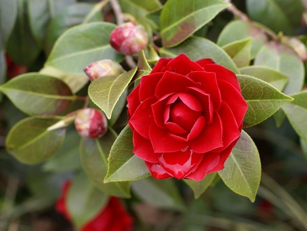 Camelia rose live plant - Seeds Ville
