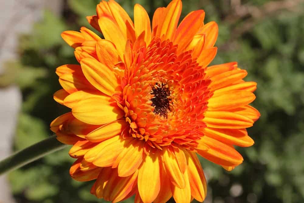 Gerbera Flower Seeds For Home Garden - 30 Seeds Eco Pack (Gerbera Mixed) - Seeds Ville