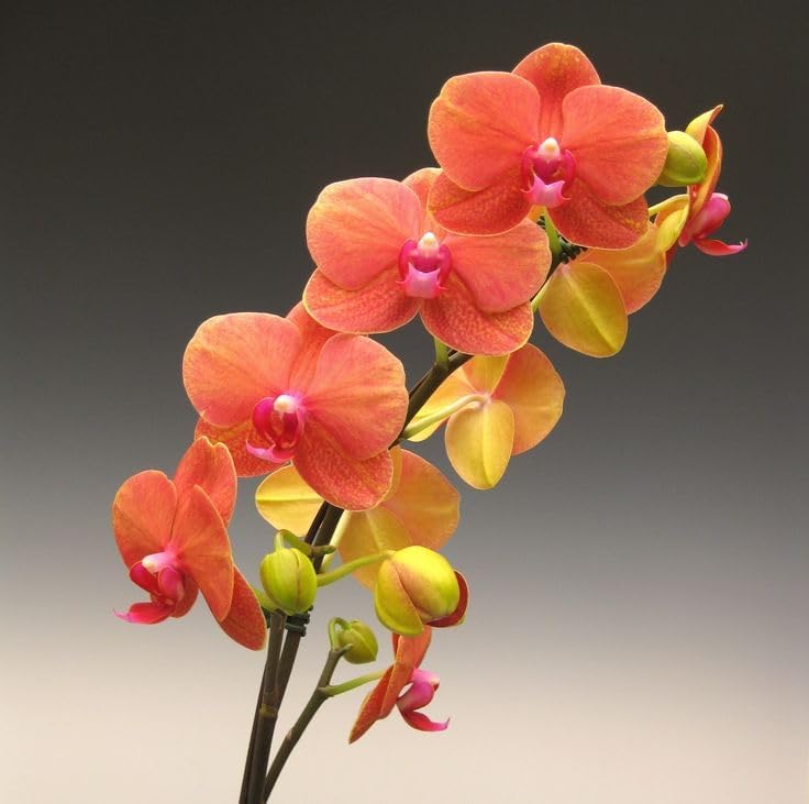 Seeds Ville Dendrobium Orchid Live Flowering Plant
