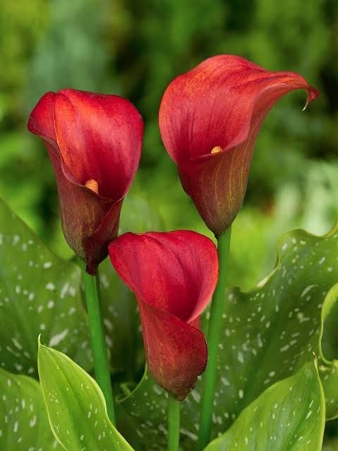 Seeds Ville Calla Lily Flower Bulbs Pack of 2