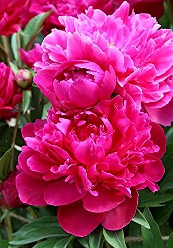 Seeds Ville Peony Flower Bulbs Outdoor Gardening Pack of 1