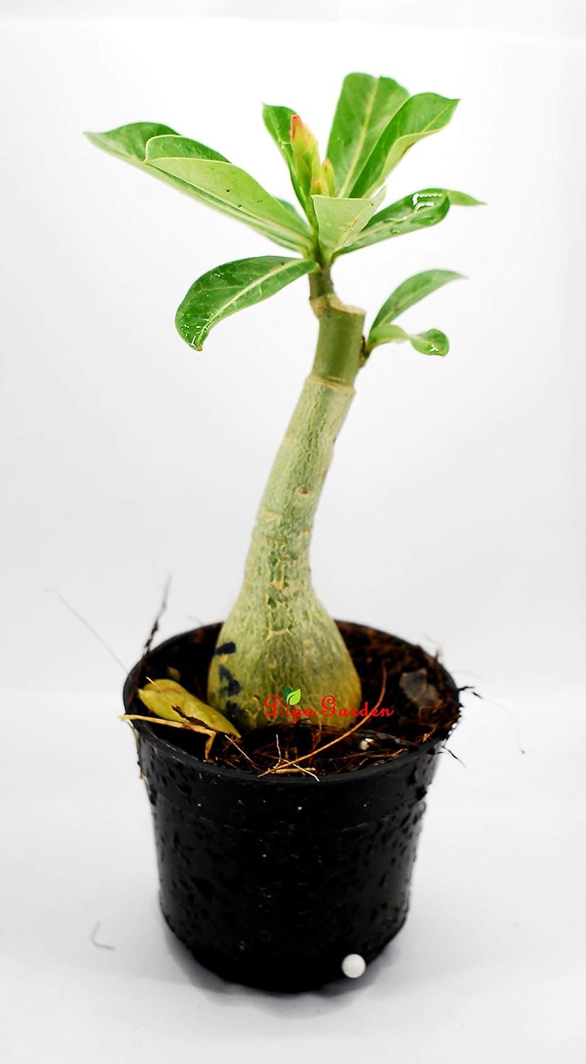 Seeds Ville Grafted Rosy Adenium Desert Rose Plant Multi Petal