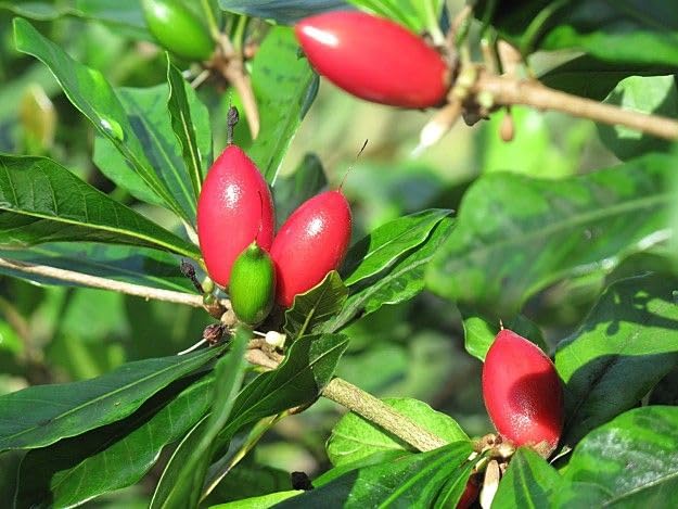 Seeds Ville Miracle Fruit Plant Tropical Natural Taste Changer Live