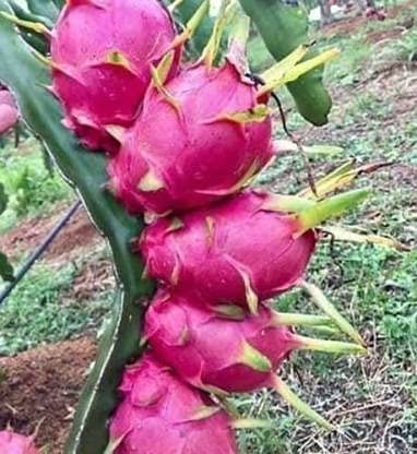 Seeds Ville Dragon Fruit Plant Live Pink Flesh 25-28cm