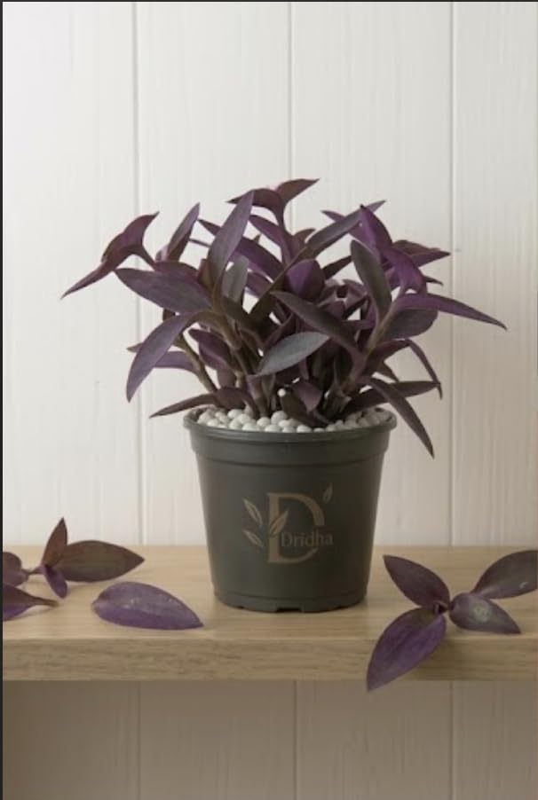 Seeds Ville Purple Heart Live Houseplant in 10 cm Pot