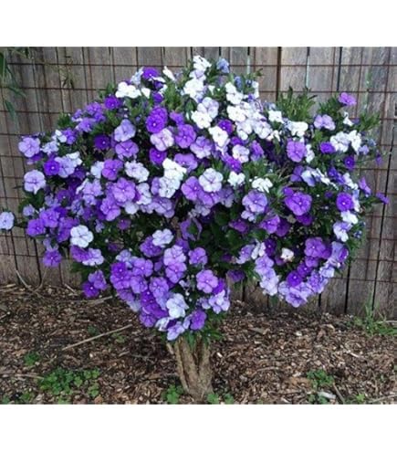 Seeds Ville Yesterday Today Tomorrow Live Fragrant Flower Plant