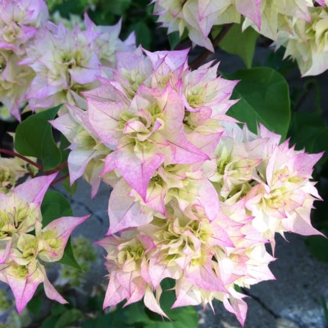 Seeds Ville Bougainvillea Live Flowering Plant Pack of 1