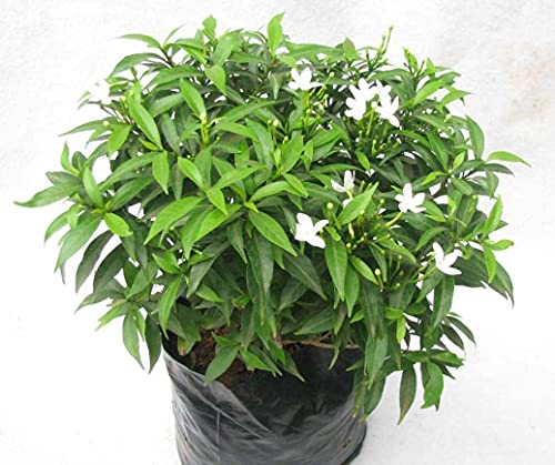 Seeds Ville Madhu Malati Climbing Live Plant