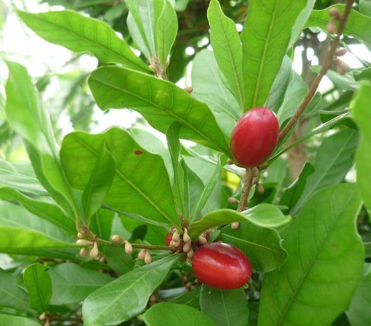 Seeds Ville Miracle Fruit Plant Tropical Natural Taste Changer Live