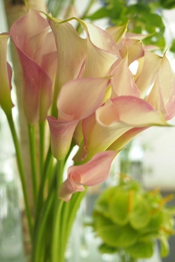 Seeds Ville Calla Lily Flower Bulbs Pack of 2