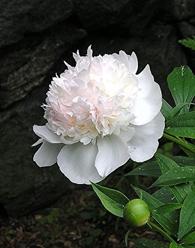 Seeds Ville Peony Flower Bulbs Outdoor Gardening Pack of 1