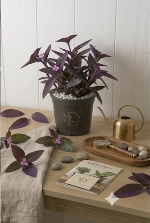 Seeds Ville Purple Heart Live Houseplant in 10 cm Pot