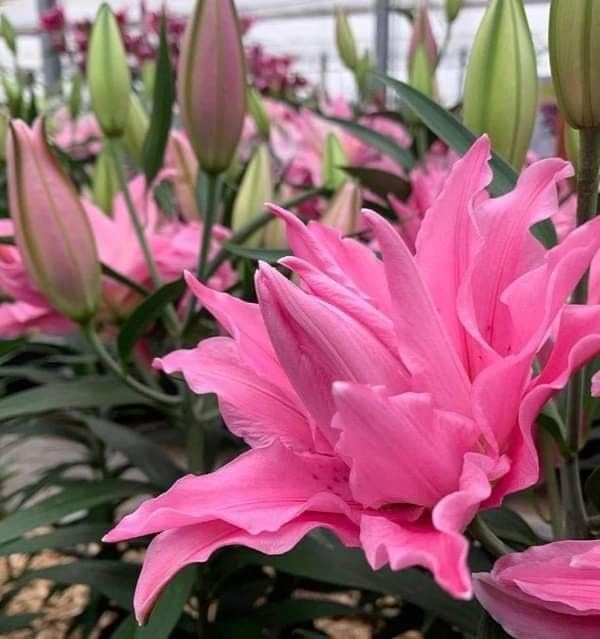 Seeds Ville Oriental Lily Double Flower Bulbs 2 Pack