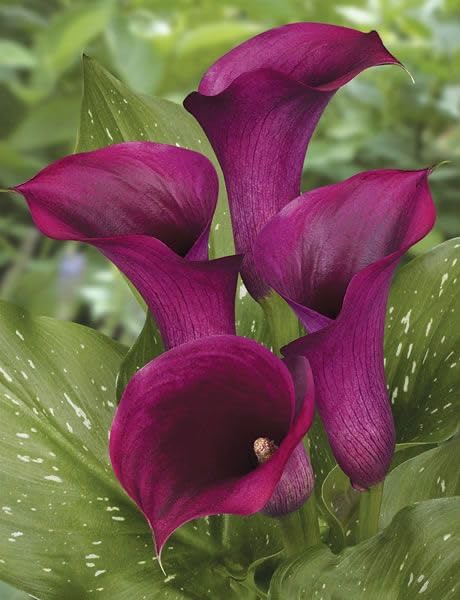 Seeds Ville Calla Lily Flower Bulbs Pack of 2