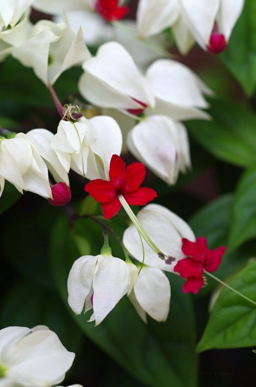 Very Cute Bleeding Heart Vine Flower Lamprocapnos Spectabilis Live Plant Original Variety
