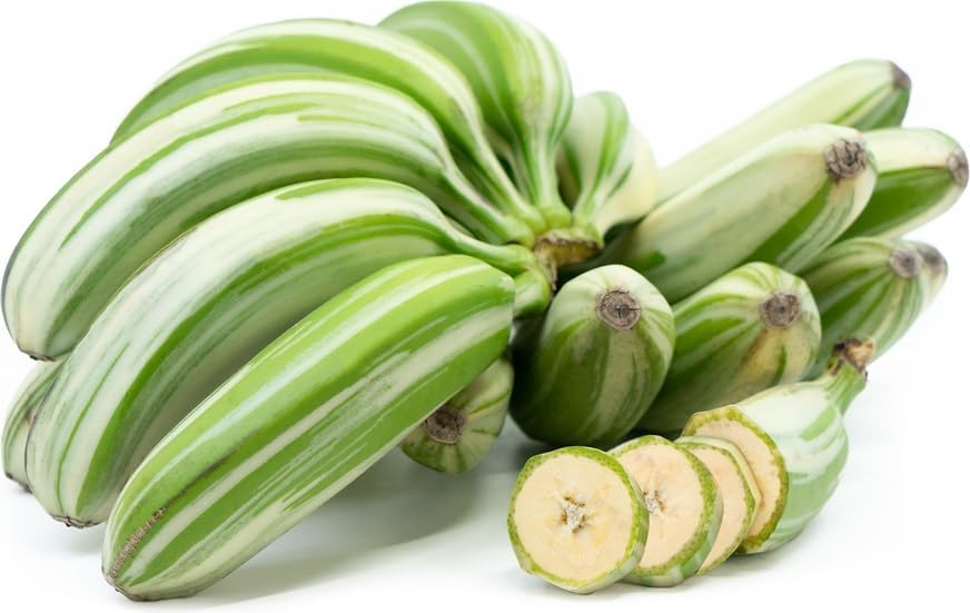 Variegated Musa Banana Plant Tropical Tree for Home Gardening