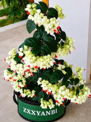 Seeds Ville Madhu Malati Climbing Live Plant