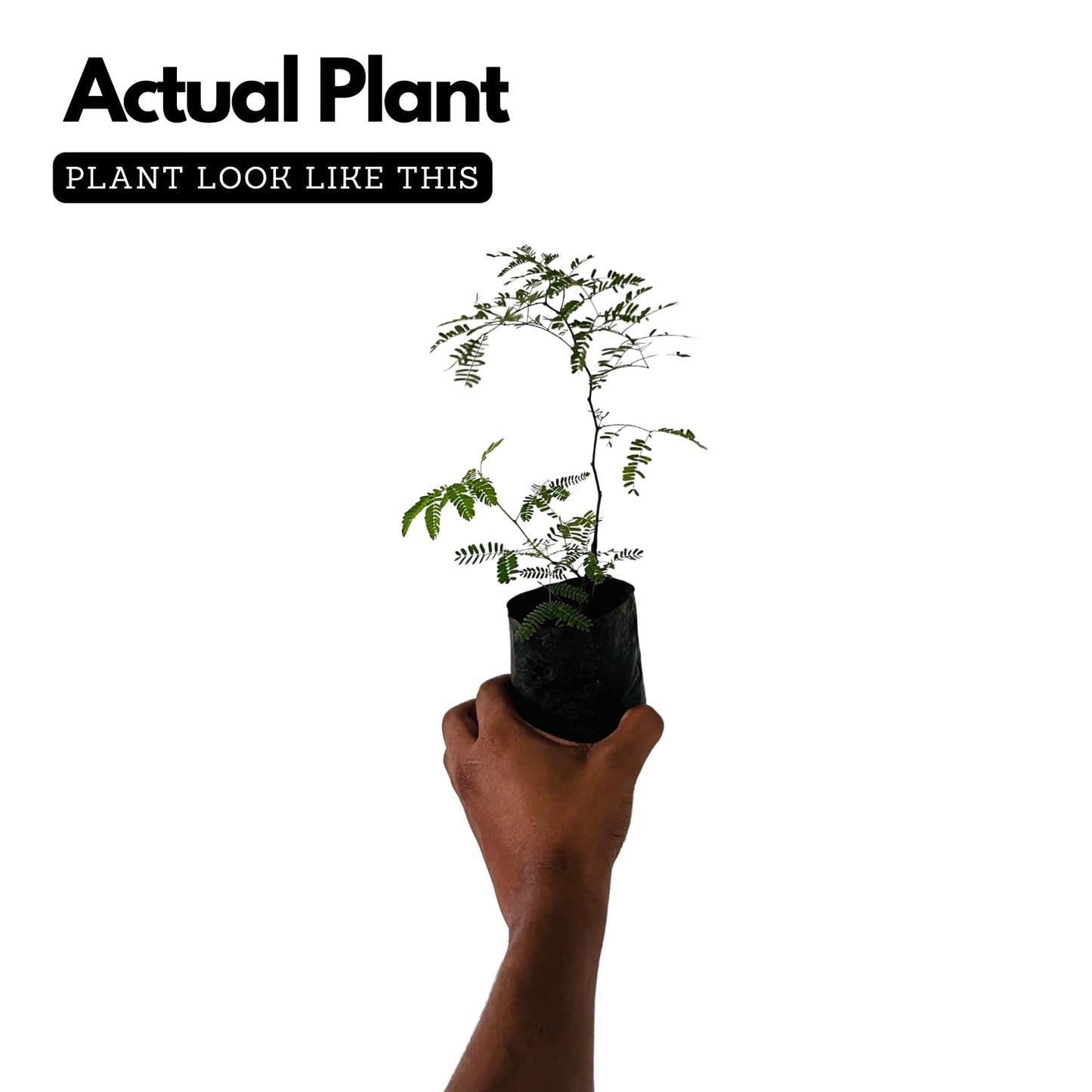 Hug A Plant | Karingali, Cutch Tree, Black Catechu, Black Cutch (Acacia Catechu) Medicinal Live Plant (Home & Garden)