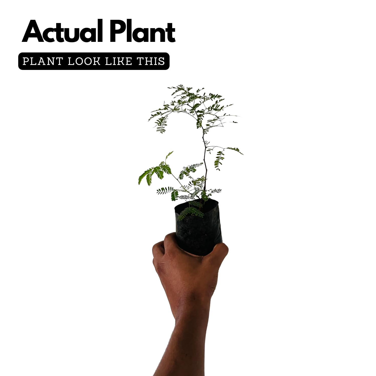 Hug A Plant | Karingali, Cutch Tree, Black Catechu, Black Cutch (Acacia Catechu) Medicinal Live Plant (Home & Garden)