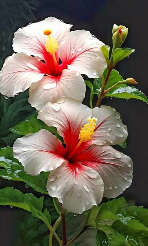 Seeds Ville American Variety Hibiscus Live Flower Plant