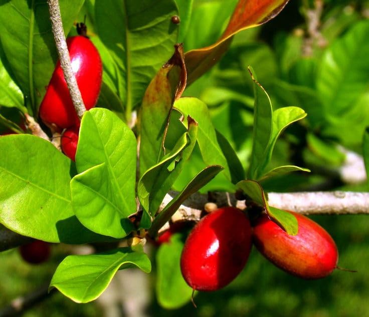 Seeds Ville Miracle Fruit Plant Tropical Natural Taste Changer Live