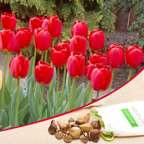 Mphmi Seedless Plant Flower Bulbs Plants Tulip Stem Tent (Red) - Bulbs (set of 5)